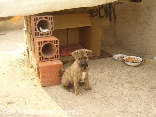 tarÇın Erkek Kangal