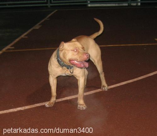 danny Erkek Amerikan Pitbull Terrier