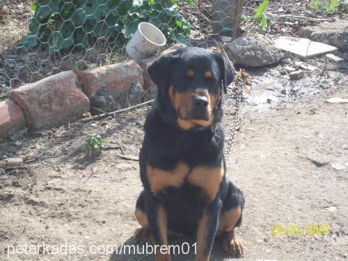 shewa Dişi Rottweiler