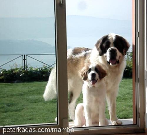 mambo Erkek St. Bernard (Saint Bernard)