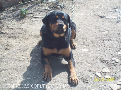 shewa Dişi Rottweiler