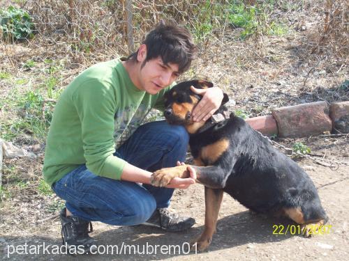 shewa Dişi Rottweiler