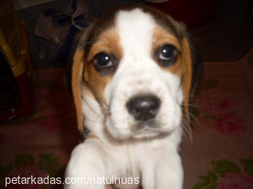 zİllİ Dişi Beagle