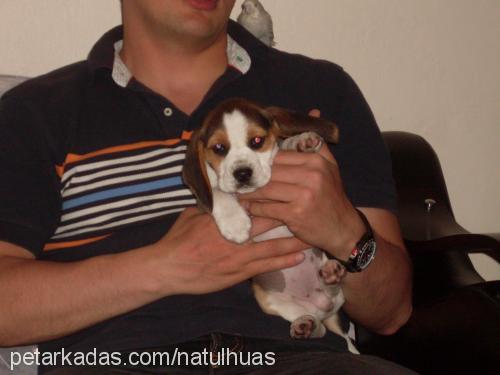 zİllİ Dişi Beagle