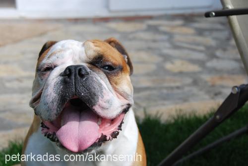 bodoz Erkek İngiliz Bulldog