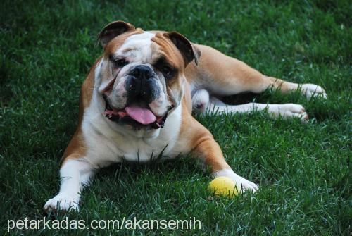 bodoz Erkek İngiliz Bulldog