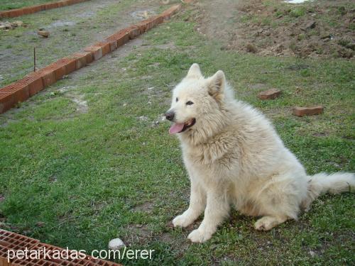 rakİ Erkek Samoyed