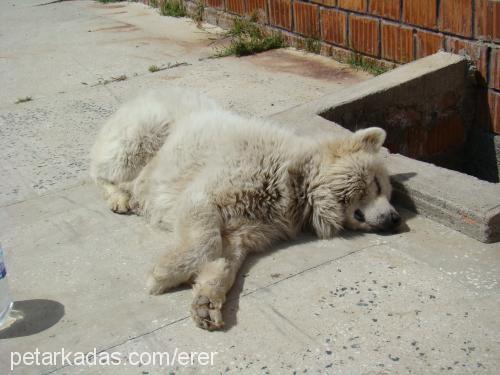 rakİ Erkek Samoyed