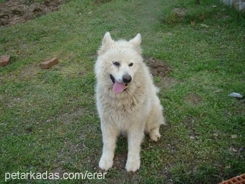 rakİ Erkek Samoyed