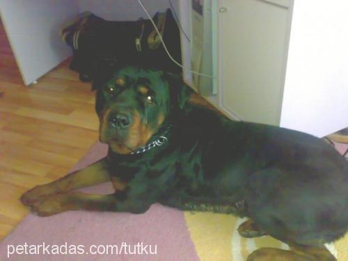 carlos Erkek Rottweiler