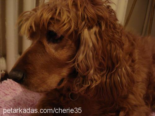 cherie Dişi İngiliz Cocker Spaniel