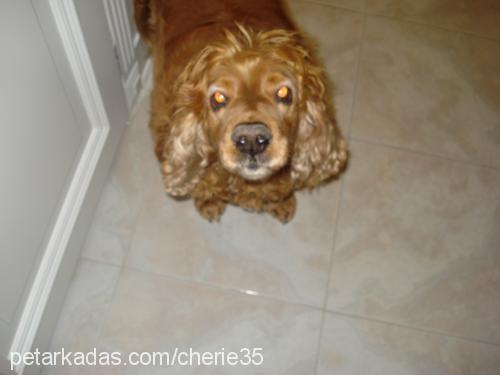 cherie Dişi İngiliz Cocker Spaniel