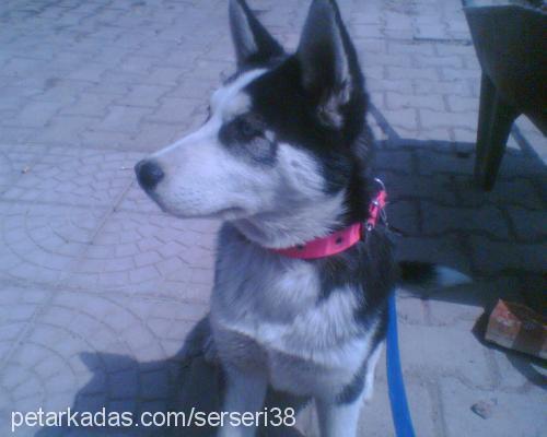 carlos Erkek Alaskan Malamute