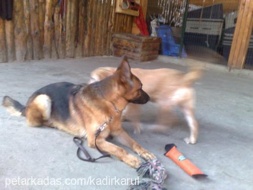 aşhilvonpetworl Erkek Alman Çoban Köpeği