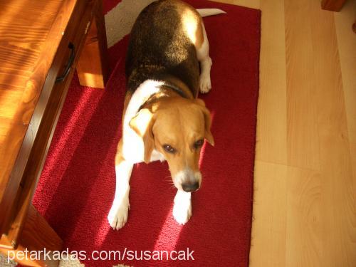 luna Dişi Beagle