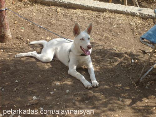 asi Dişi Sibirya Kurdu (Husky)