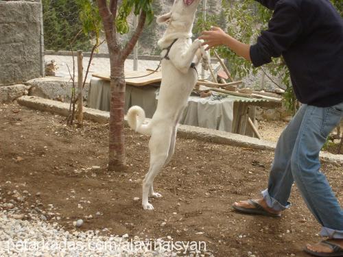 asi Dişi Sibirya Kurdu (Husky)