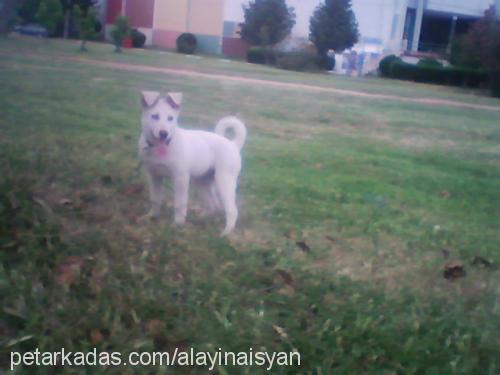 asi Dişi Sibirya Kurdu (Husky)