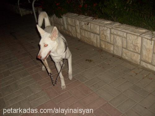 asi Dişi Sibirya Kurdu (Husky)