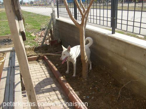 asi Dişi Sibirya Kurdu (Husky)