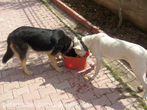 totsi Dişi Alman Çoban Köpeği