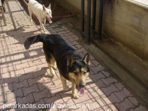 totsi Dişi Alman Çoban Köpeği