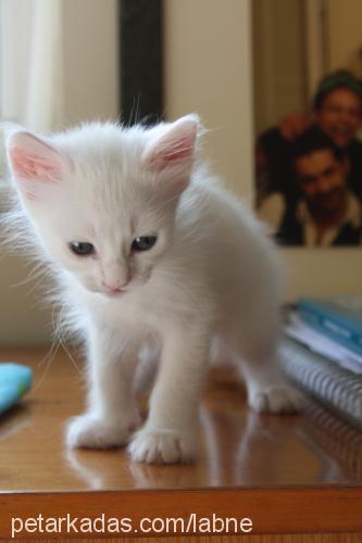 labne Dişi Ankara Kedisi (Angora)