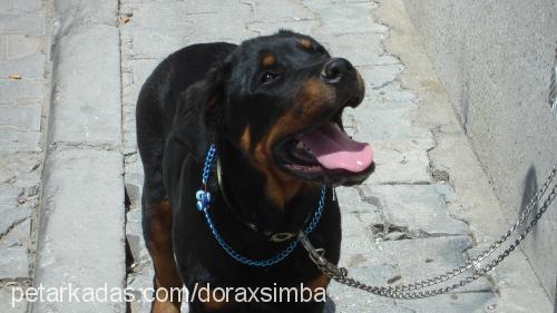 dorasimba Erkek Rottweiler