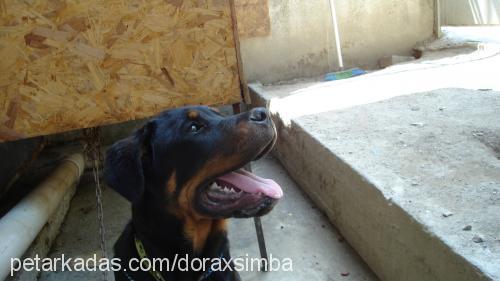 dorasimba Erkek Rottweiler