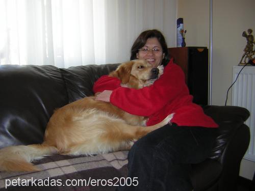 eros Erkek Golden Retriever