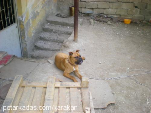 şila Dişi Boxer