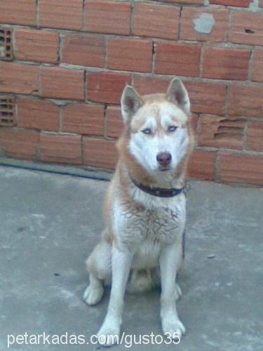 gusto Erkek Sibirya Kurdu (Husky)