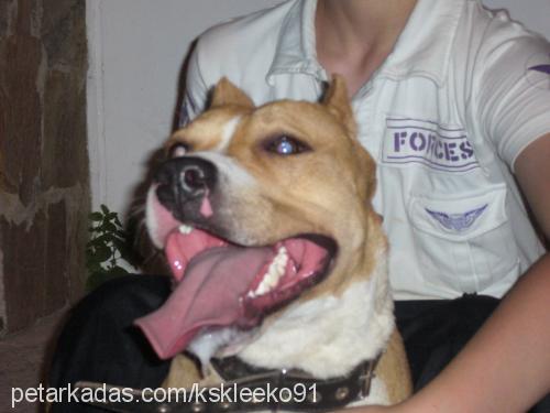 pasha Erkek Amerikan Staffordshire Terrier