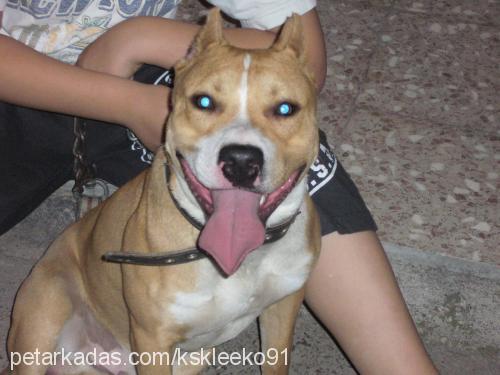 pasha Erkek Amerikan Staffordshire Terrier