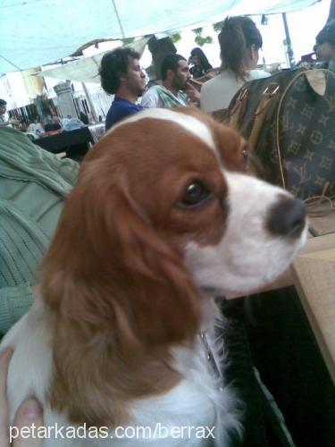 Çilli Dişi Cavalier King Charles Spanieli