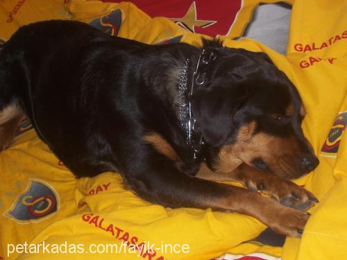 daisy Dişi Rottweiler