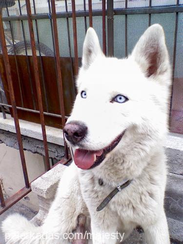 beyaz Erkek Sibirya Kurdu (Husky)