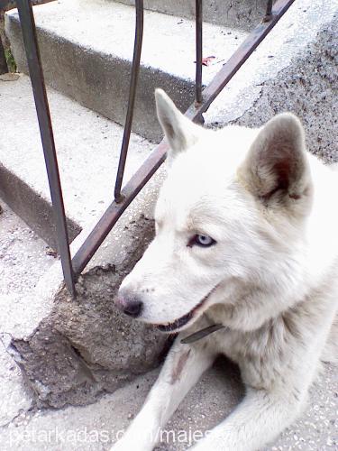 beyaz Erkek Sibirya Kurdu (Husky)