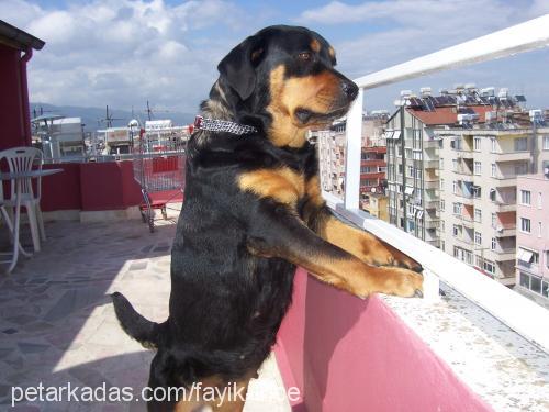 daisy Dişi Rottweiler