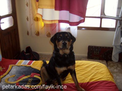 daisy Dişi Rottweiler