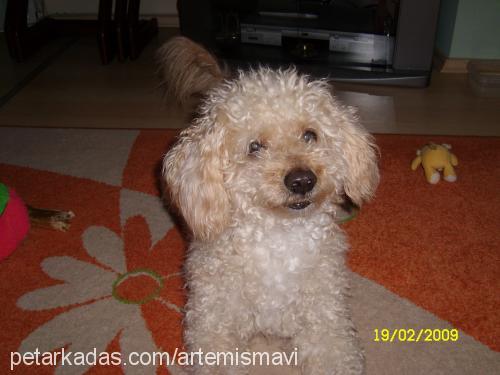 lucky Erkek Poodle (Standart Kaniş)