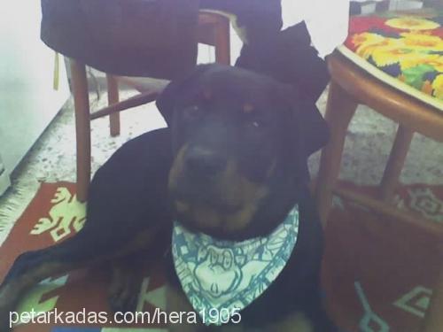 hera Dişi Rottweiler