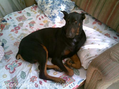 rocky Erkek Doberman Pinscher