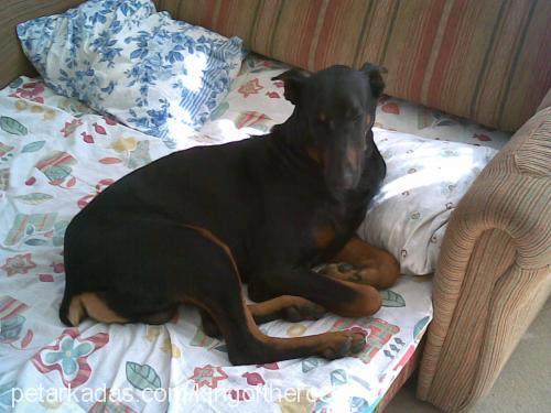 rocky Erkek Doberman Pinscher