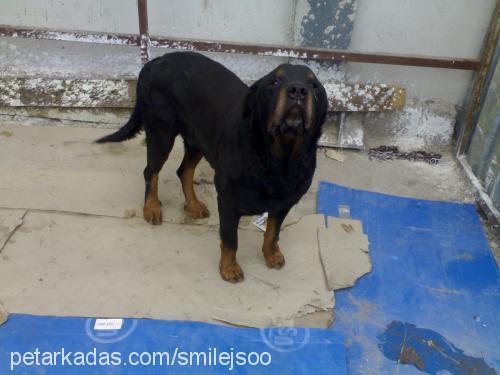 tomas Erkek Rottweiler