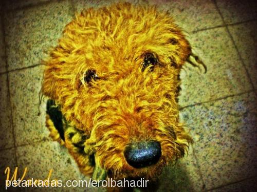 wanda Dişi Airedale Terrier