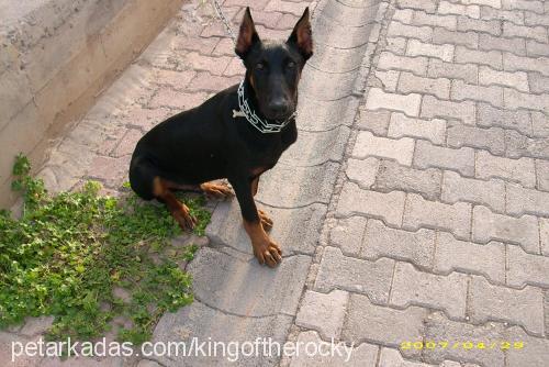 rocky Erkek Doberman Pinscher