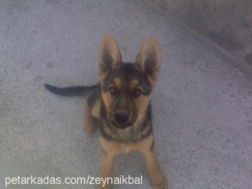 zeyna Dişi Alman Çoban Köpeği