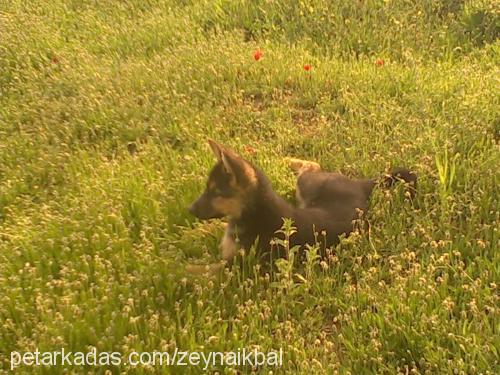 zeyna Dişi Alman Çoban Köpeği