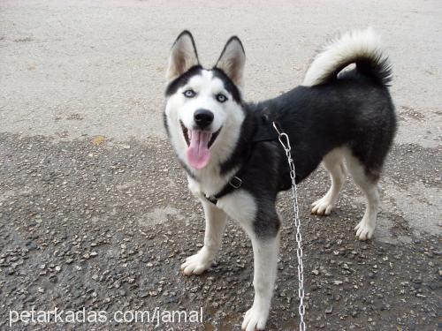 mavİ Dişi Sibirya Kurdu (Husky)